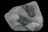 Cluster Of Three Austerops Trilobite - Jorf, Morocco #127726-1